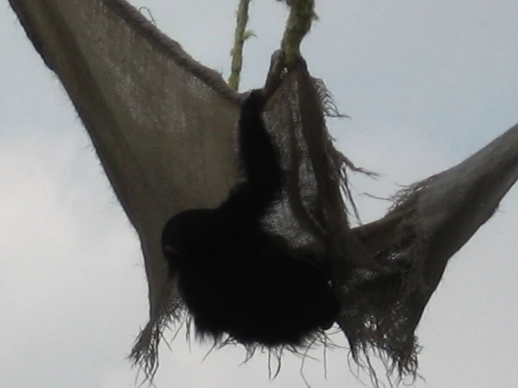 a cat is stuck into the back of a flying insect