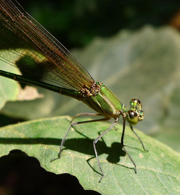 a large green insect is standing on a leaf