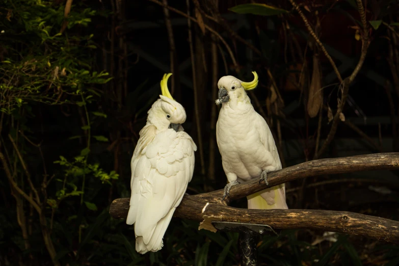 two white cockatoo birds sitting on a nch