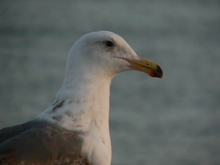 the seagull is standing by itself on the water