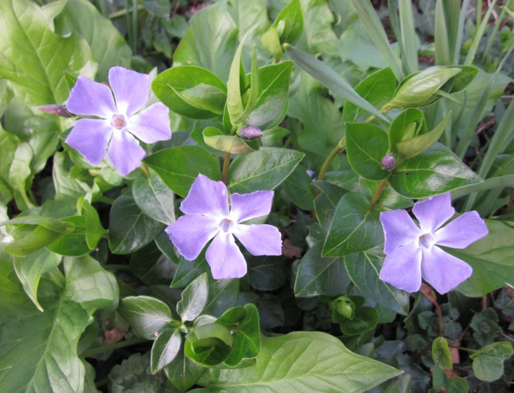 several purple flowers blooming in the grass