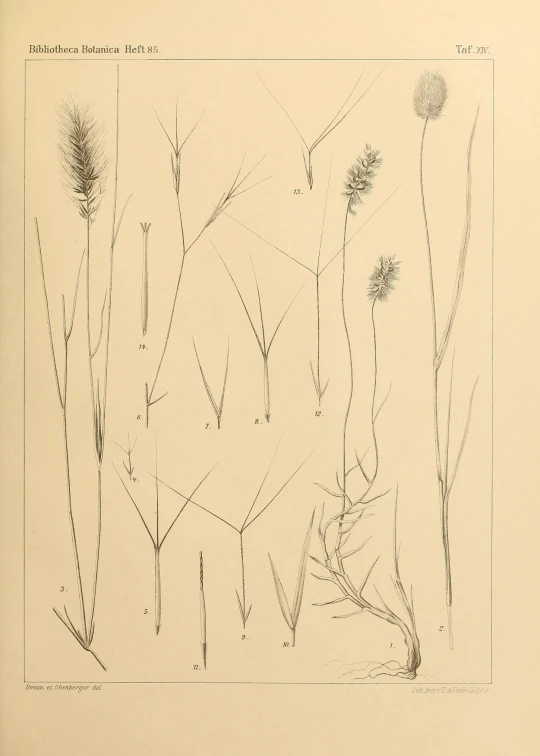 a line drawing of tall flowers