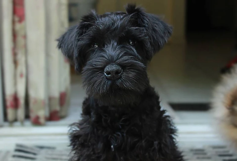 a small black dog sitting next to two dogs on the floor