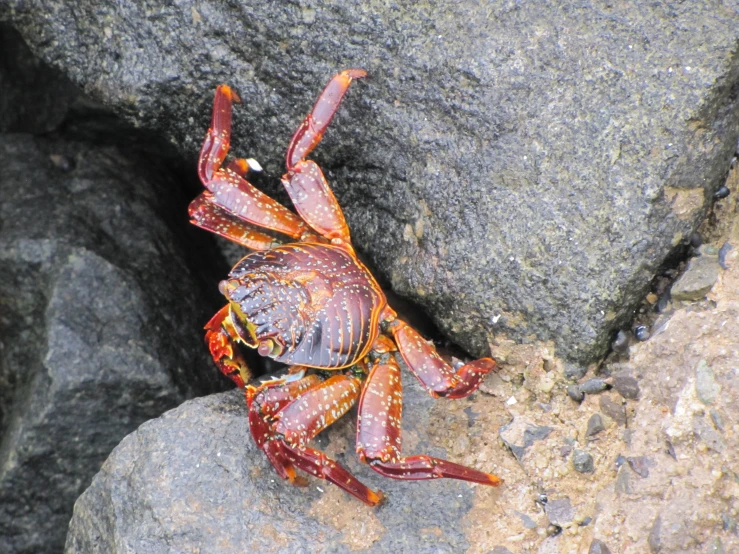 a crab with orange dots is sitting on some rocks