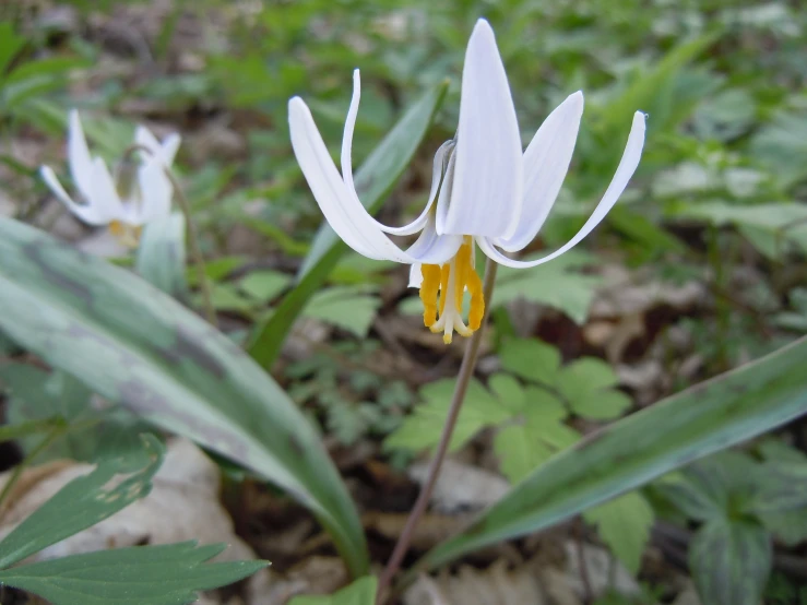 the white flower is blooming in the field