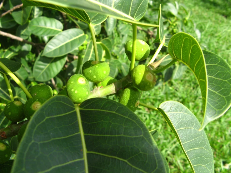 the green leaves and flowers of the tree have brown spots