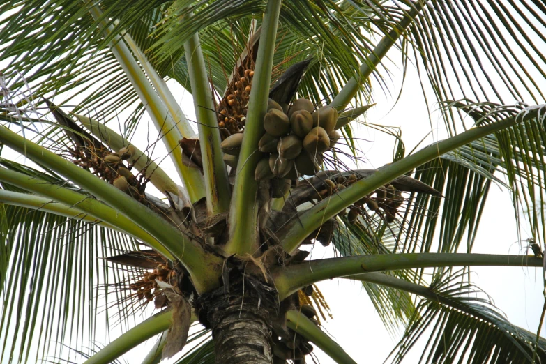 a green palm tree is reaching up towards a coconut fruit hanging from the trunk