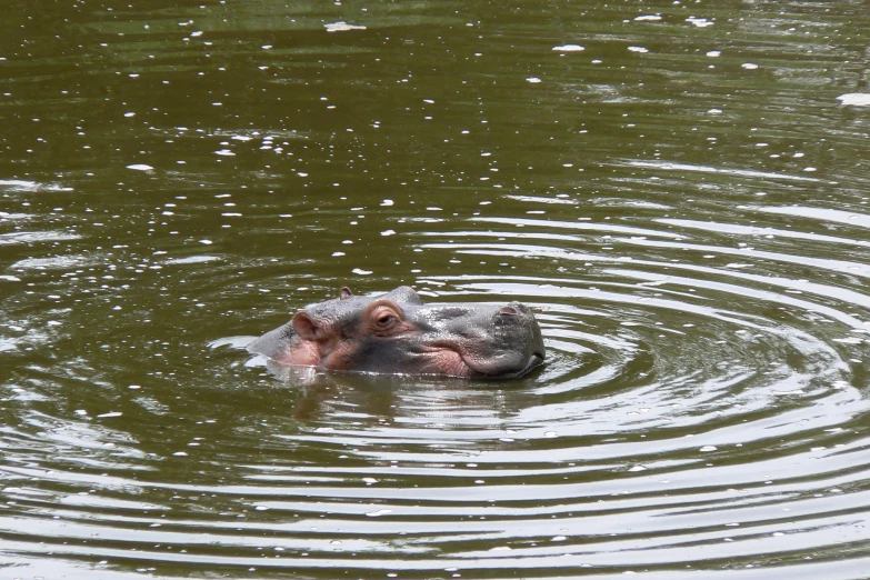 a hippo swimming in the water with its head sticking out