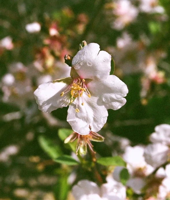 a group of white flowers on a tree in the sunlight