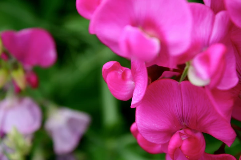 a group of pink flowers blooming on the plant