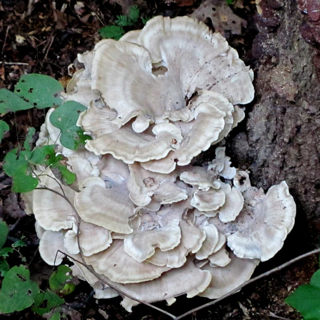 a mushroom that is growing in the woods