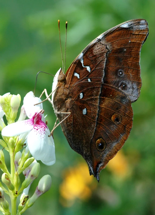 a erfly is on top of a white flower