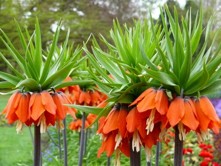 three orange flowers stand in front of some other flowers