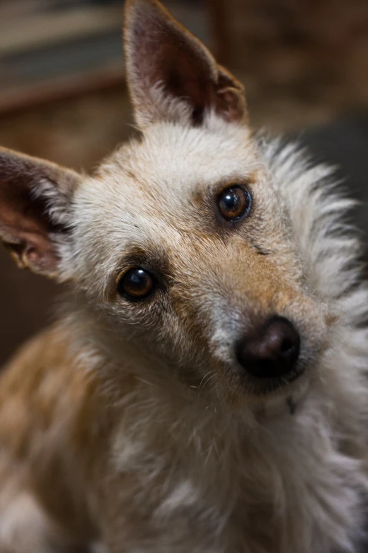 a dog that is sitting down and looking into the camera