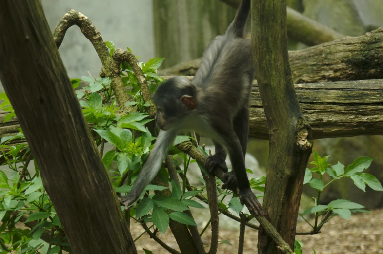 a monkey is hanging off a tree nch