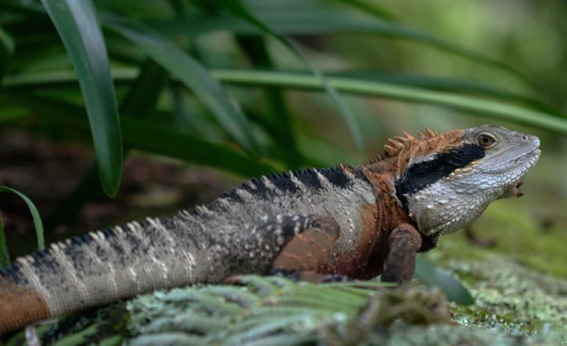 a close up s of a brown and black lizard