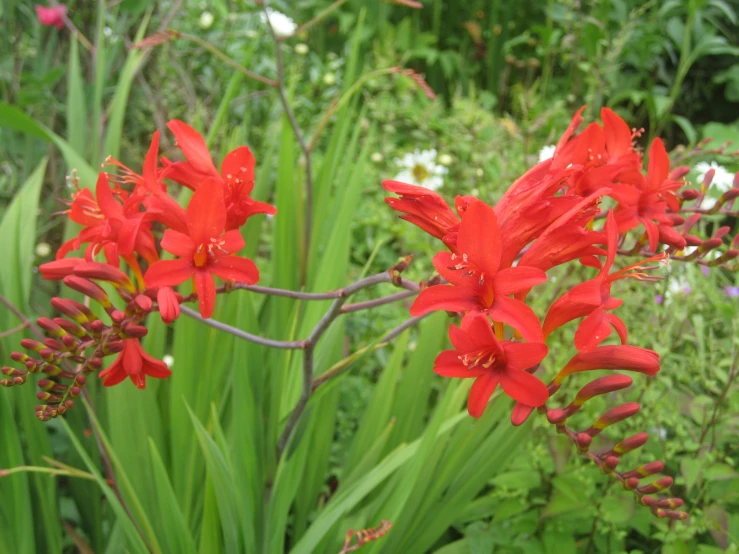 there is many red flowers growing along with some green grass