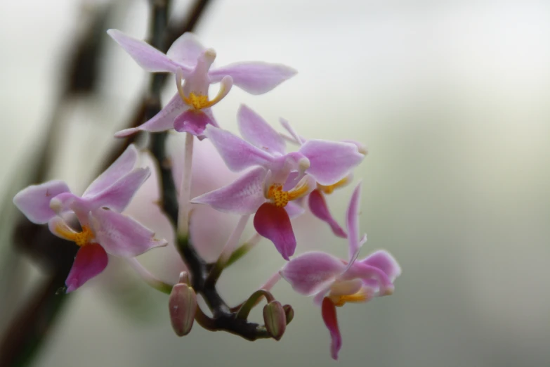 some very pretty flowers with long stems