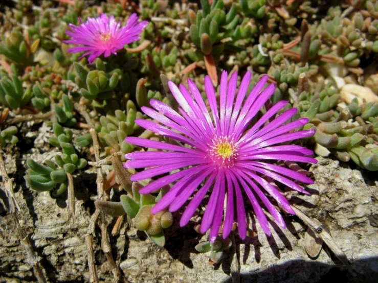 an up close po of two flower heads