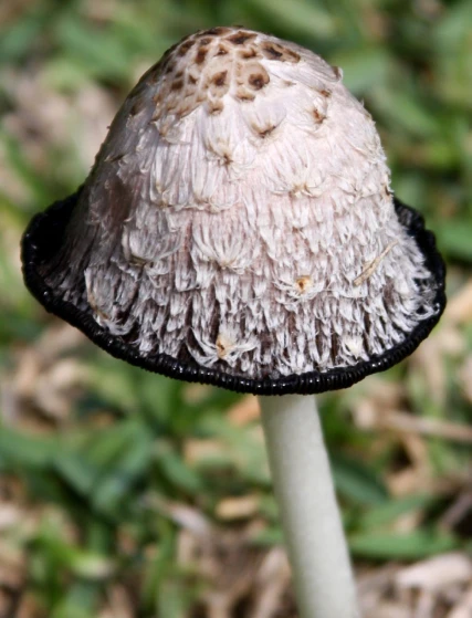 a closeup of a mushroom with black caps