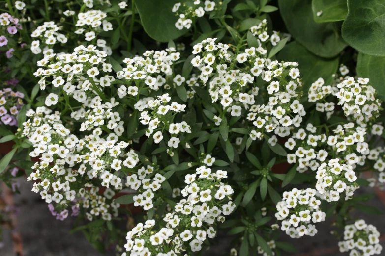 some flowers blooming together near other ones in a garden