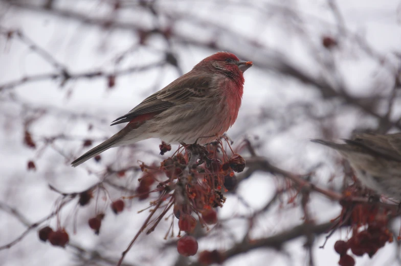 two red birds sit on top of berries