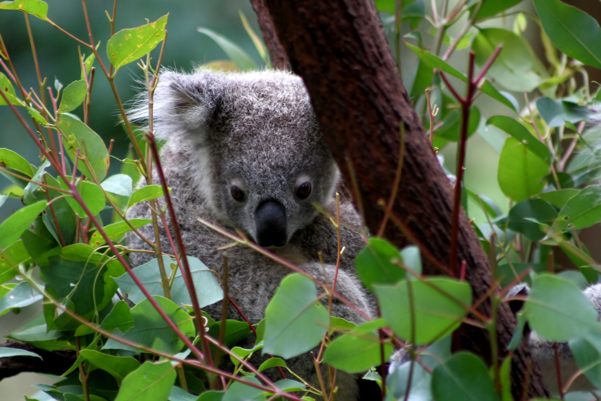 a koala bear is sitting in a tree