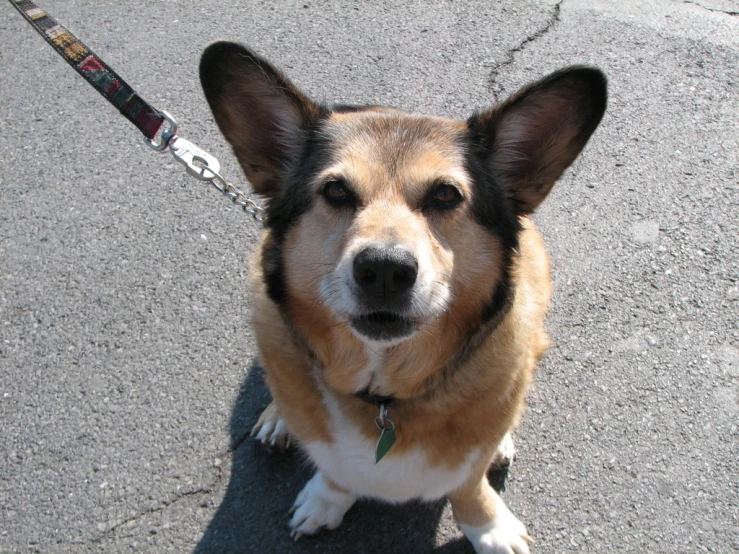 a close up of a dog on a leash with his eyes closed