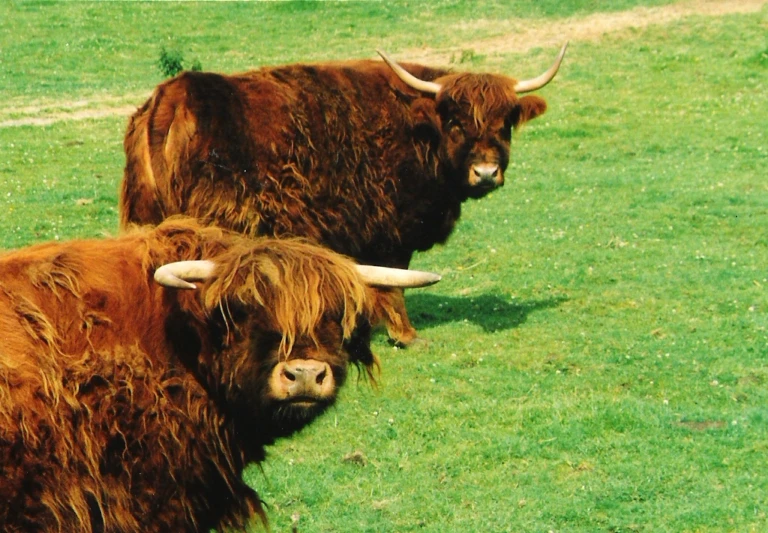 two horned bulls in a grassy area next to a field