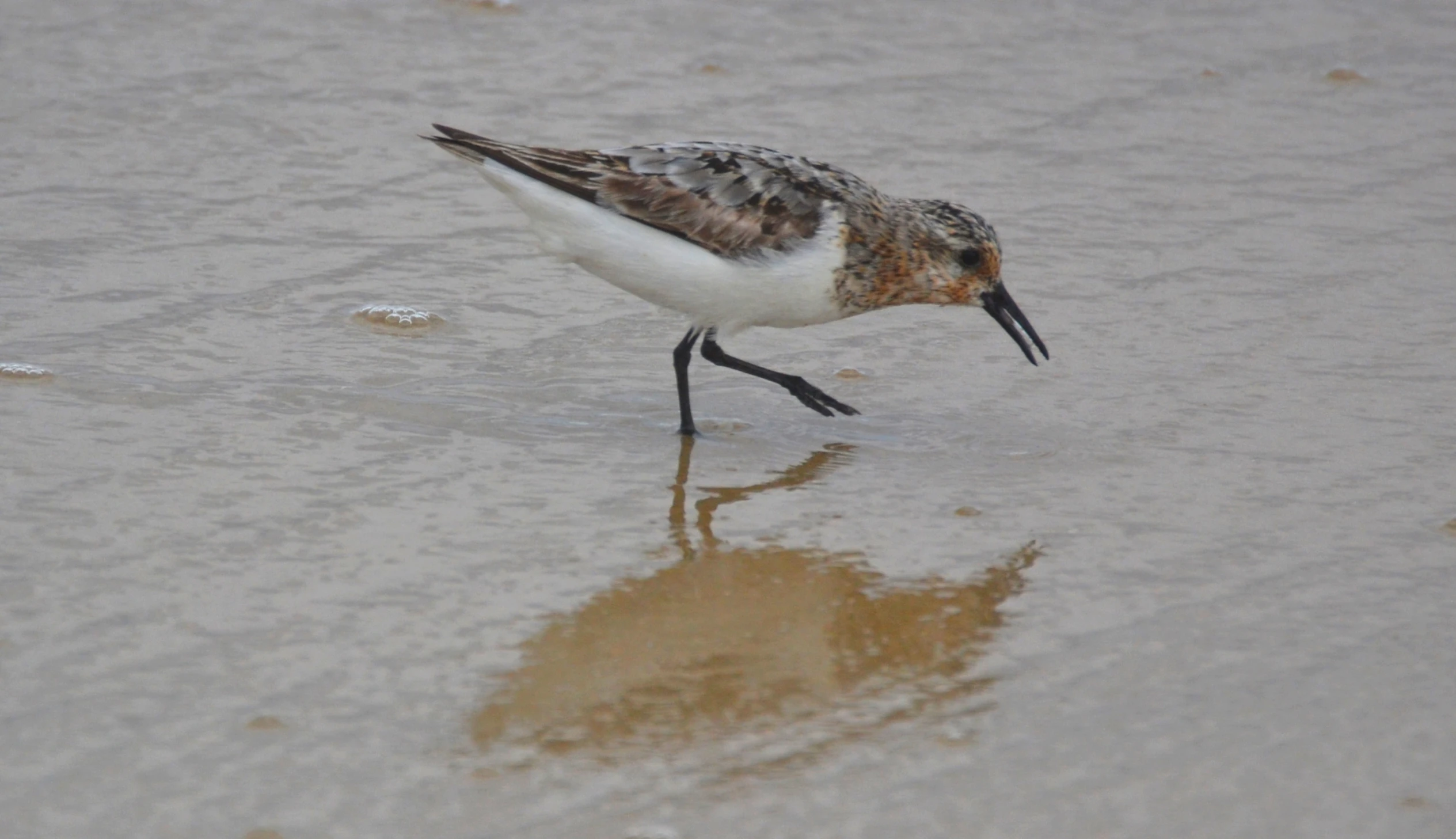 bird standing in shallow waters on sandy beach