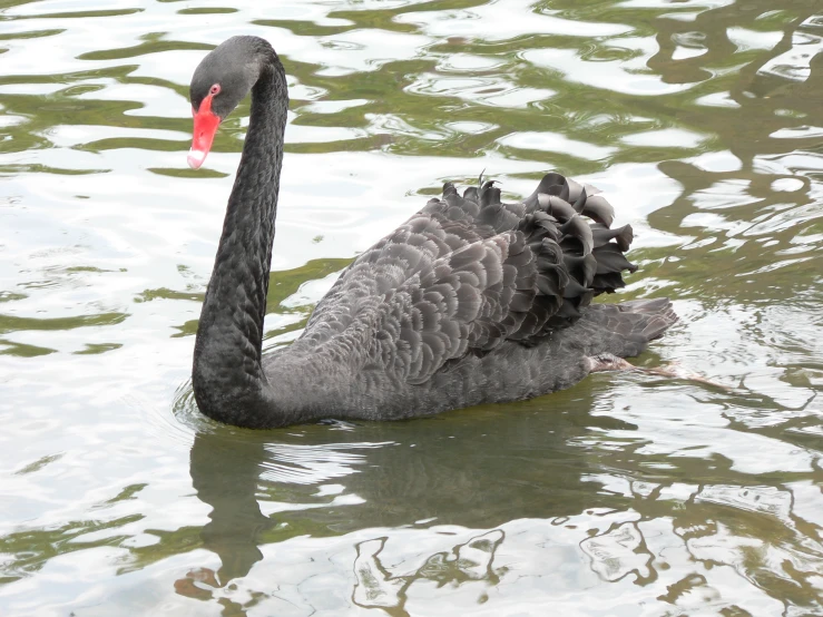 a black swan floats on a body of water