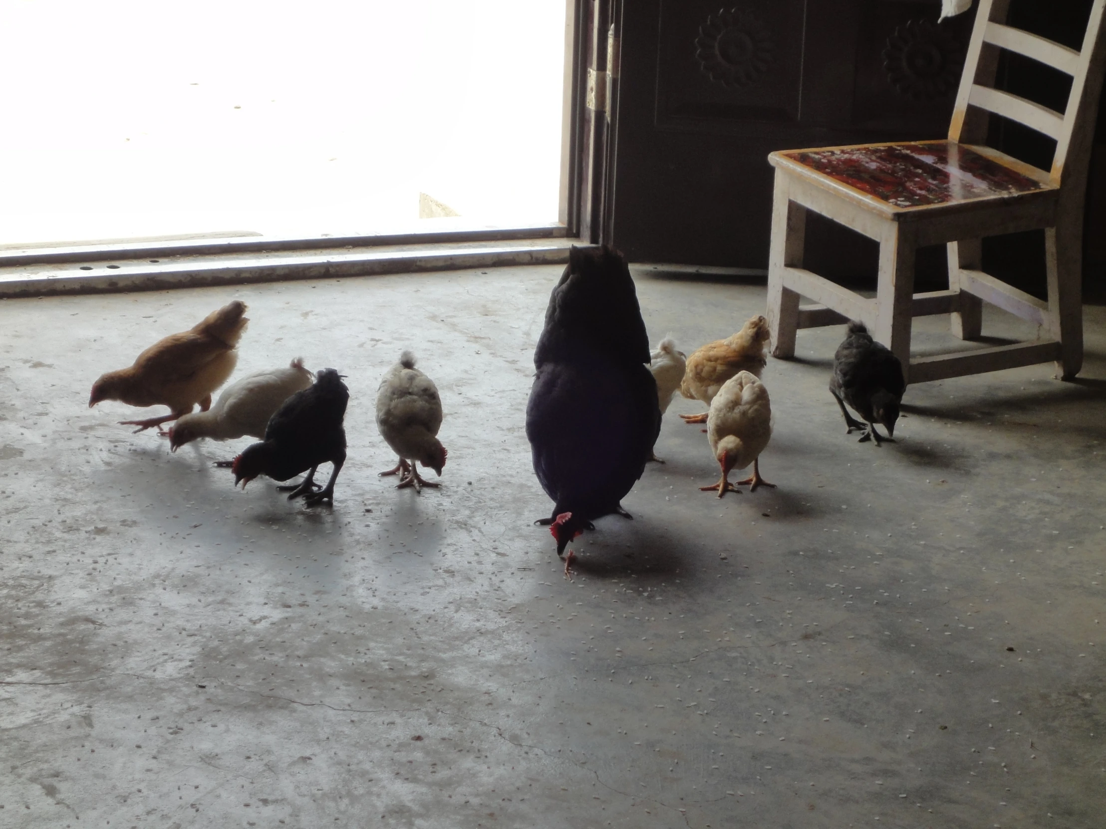 an assortment of colorful birds on a white floor