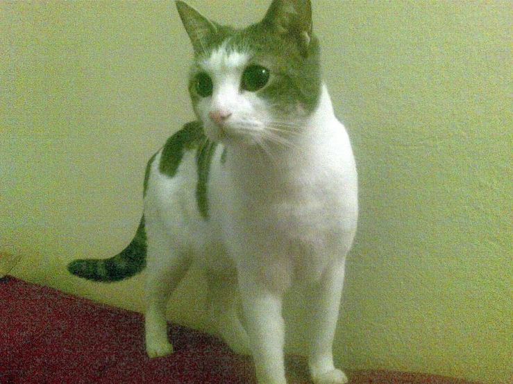 a cat is standing on a red surface