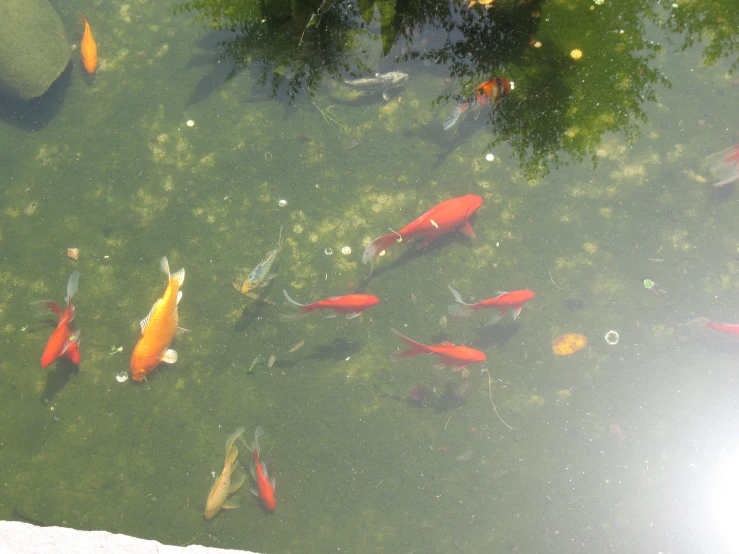 many colorful fish are swimming in a pond