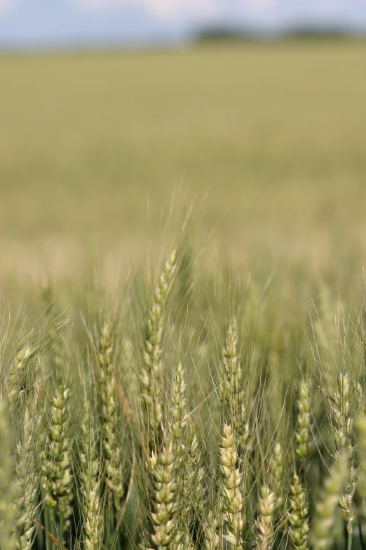 a field of wheat with blue skies in the background