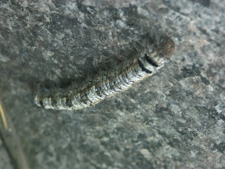 a very thin caterpillar crawls through the cement