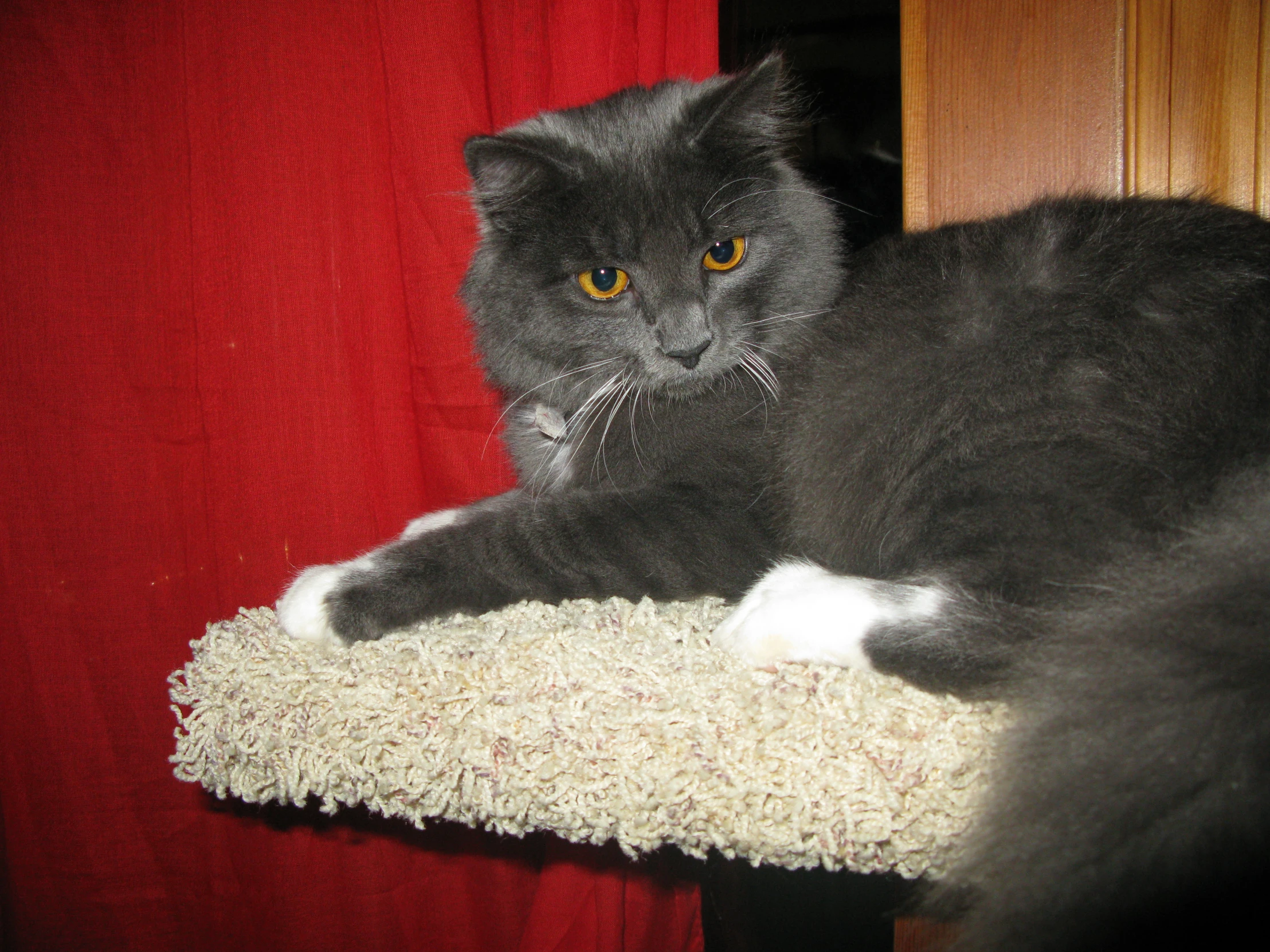 a gray and white cat laying on top of a scratching post