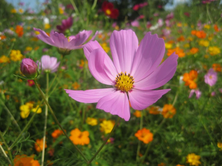 a big field with flowers on it that is blooming