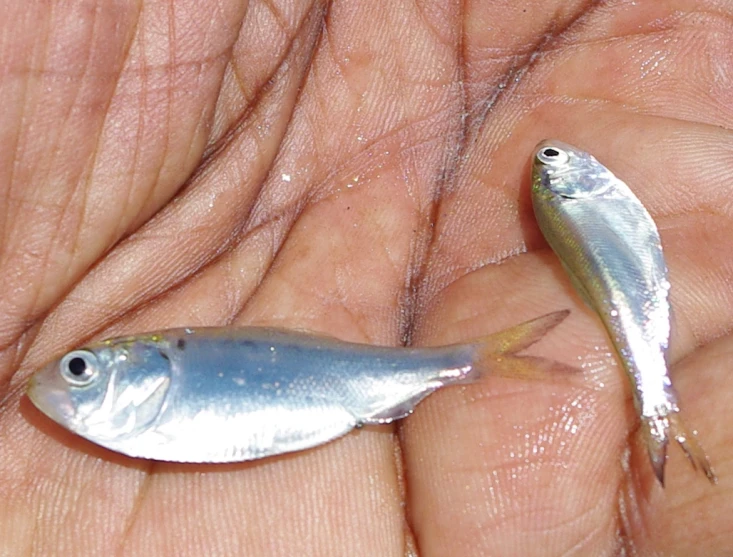two small fish being held in palms