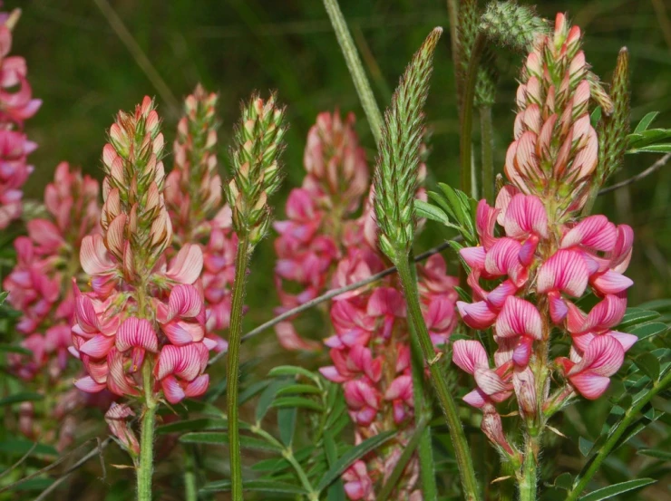pink flowers are growing among other green plants