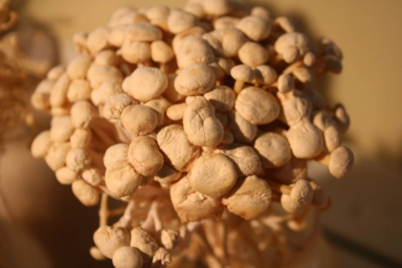 there is a vase with lots of dry flowers inside