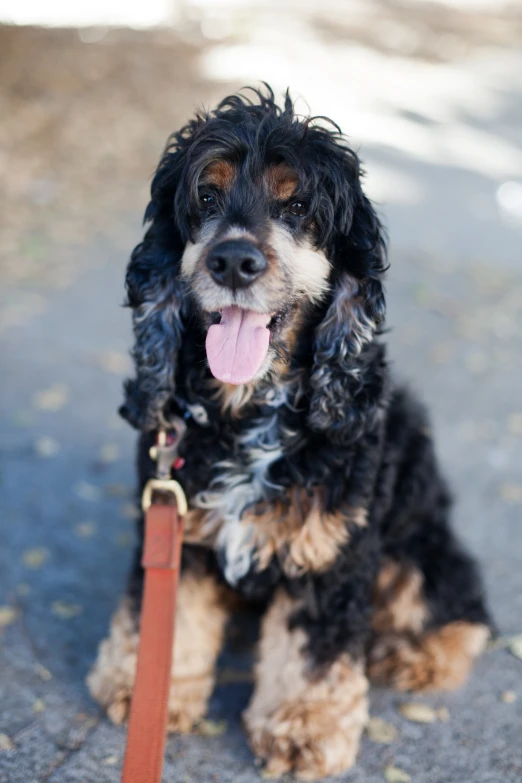 black and brown dog with leash sitting on cement