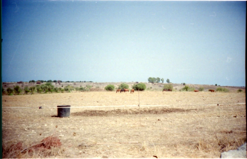 cattle are grazing in a dusty field with blue skies