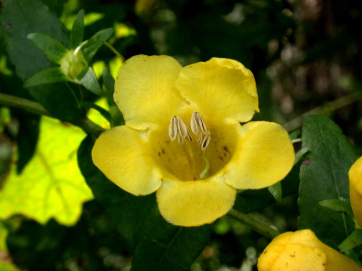 a close up of a yellow flower with green leaves