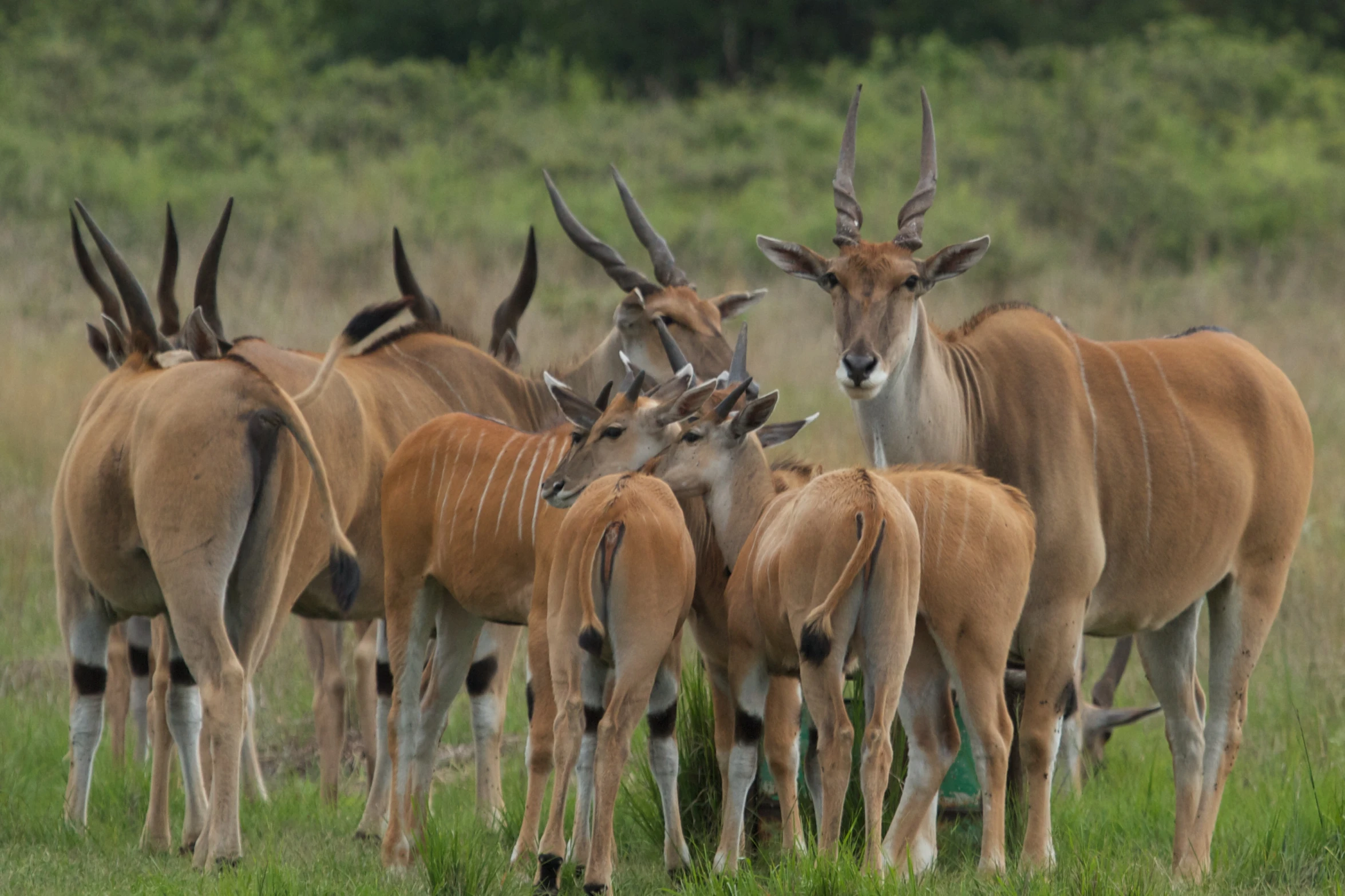 several antelope with antelope standing in the grass