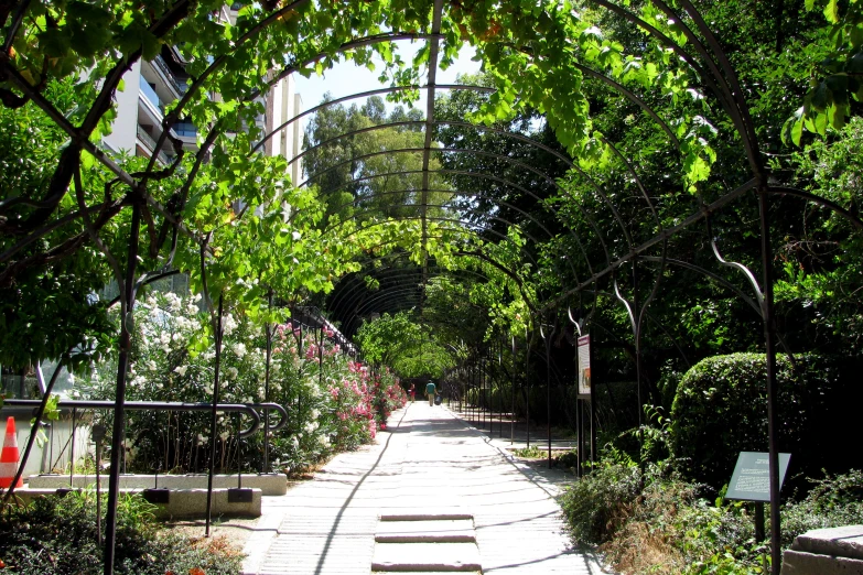 a narrow garden path is surrounded by trees