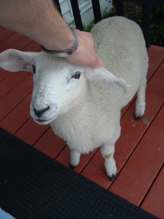 a hand is petting the face of a white sheep