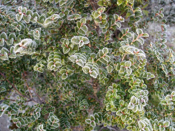 closeup of a cluster of frost covered evergreen leaves