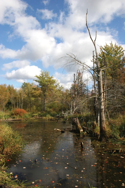 a small pond in the woods with dead leaves floating