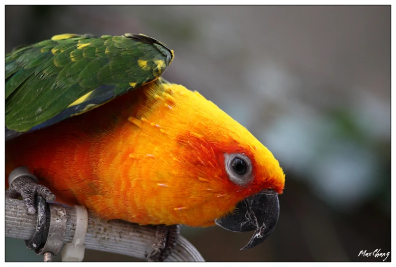 a brightly colored parrot standing on top of a wooden stick